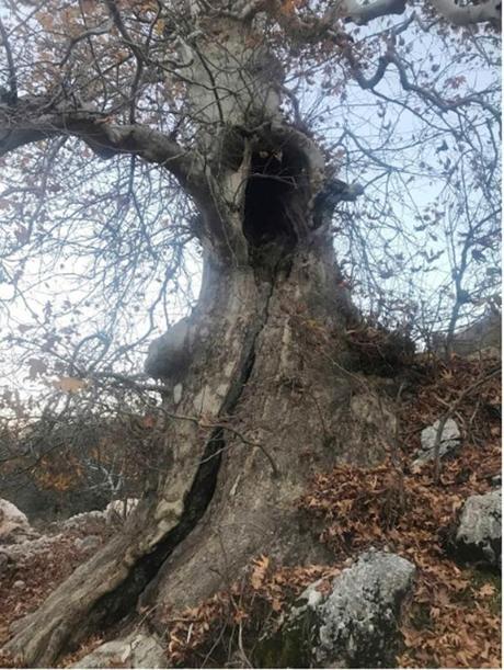 Türkiye'nin anıt ağaçları; Tunç Çağı'ndan beri ayakta duranı da var, boyu 55 metreyi bulanı da