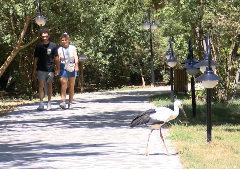 Soyu tehlikedeki tepeli pelikan yavruları, kuş cennetindeki yuvalarından ayrılmaya başladı