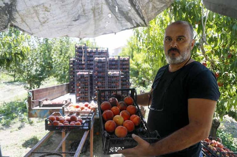 Bilinmeyen zararlı, tonlarca ihracatlık meyveyi dalında çürüttü