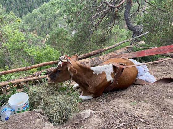 Uçurumda mahsur kalan inek 2 gündür kurtarılmayı bekliyor