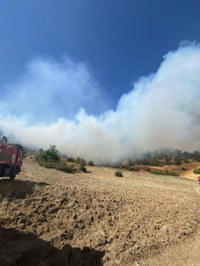 Kahramanmaraş'ta orman yangını