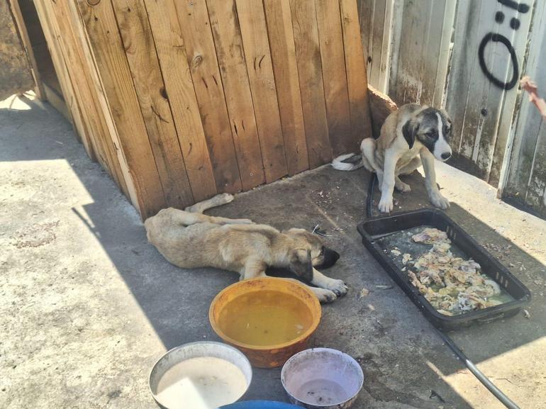 Ankara'da 5 köpek ölü bulundu; zehirlendikleri iddia edildi