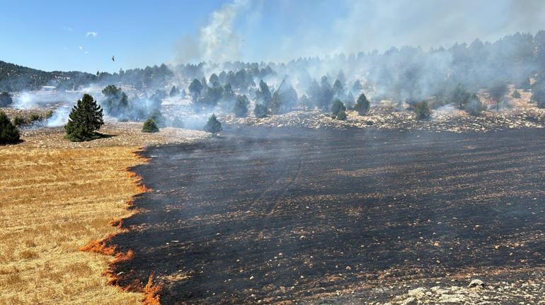 Kozan'da anız yangını ormana sıçradı