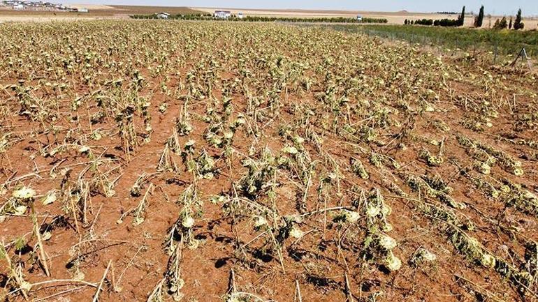 Tekirdağ'da tarım alanlarında dolu ve rüzgar zararı