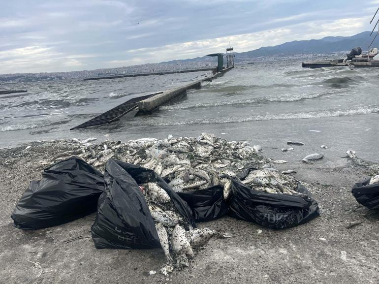 'İzmir Körfezi'nde yağmur sonrası balık ölümleri yaşanmaz'