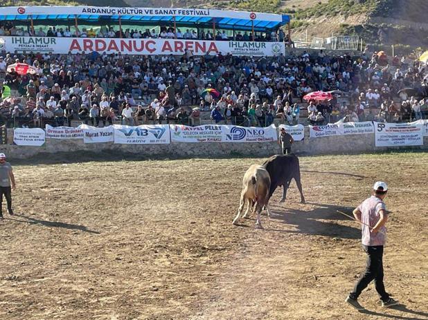 Ardanuç Kültür ve Sanat Festivali'nde boğa güreşleri heyecanı