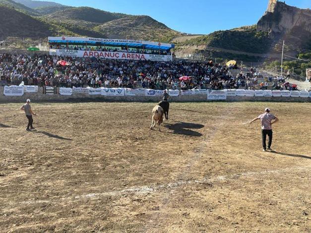 Ardanuç Kültür ve Sanat Festivali'nde boğa güreşleri heyecanı