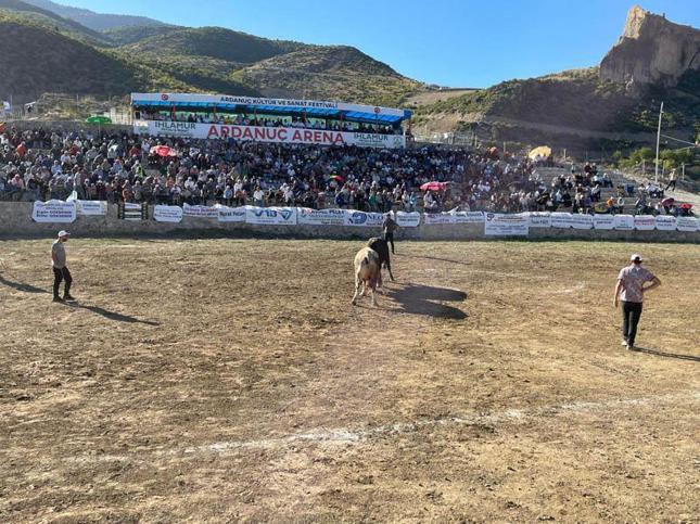 Ardanuç Kültür ve Sanat Festivali'nde boğa güreşleri heyecanı