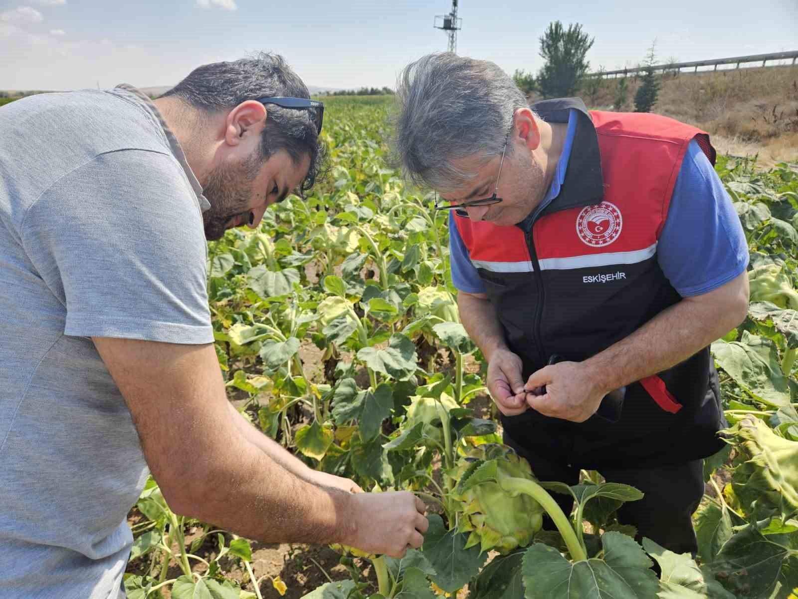 Eskişehir tohumluk üretimini 10 bin dekardan 200 bin dekara ulaştı