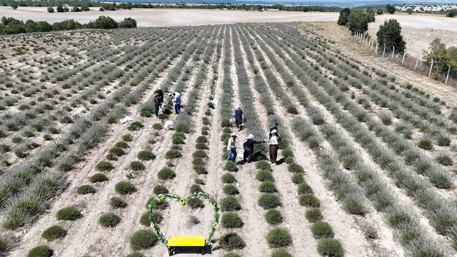 Eskişehir’de el yordamı ile lavanta hasadı başladı