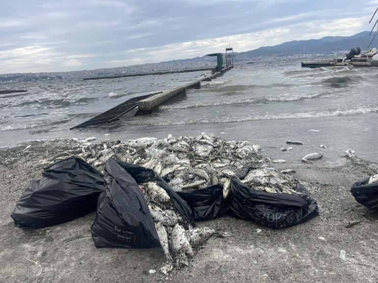 İzmir'de balık ölümleri ve kötü koku sürüyor