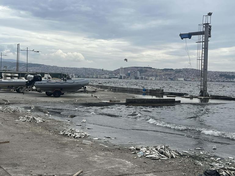 İzmir'de balık ölümleri ve kötü koku sürüyor