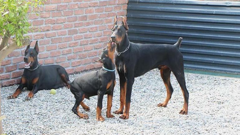 Kurduğu çiftlikle doberman yetiştirip, 40'ı aşkın ülkeye gönderdi