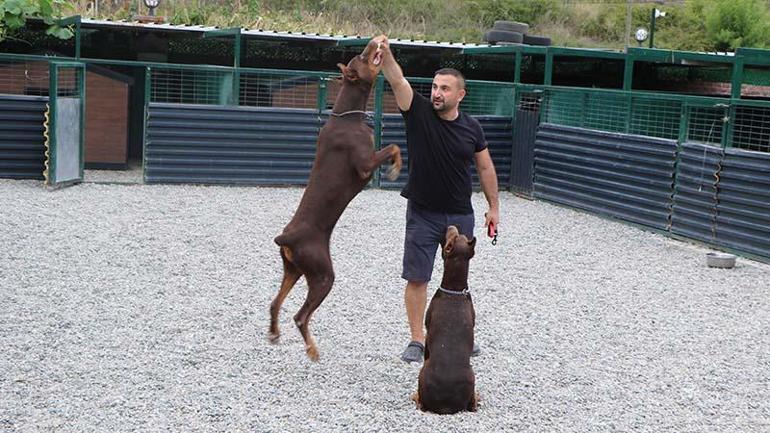 Kurduğu çiftlikle doberman yetiştirip, 40'ı aşkın ülkeye gönderdi