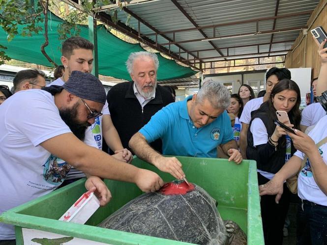 Tedavisi tamamlanan 3 deniz kaplumbağası ve yavruları denizle buluşturuldu