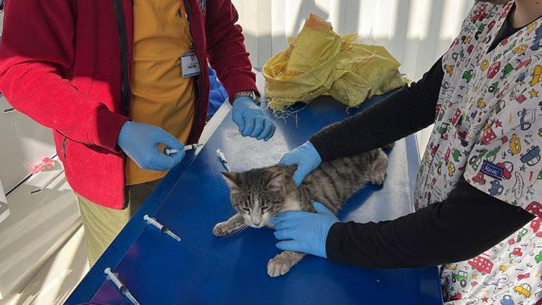 Çuvala koyduğu kediyi mahalleden uzaklaştırmak isterken kazada yaralandı