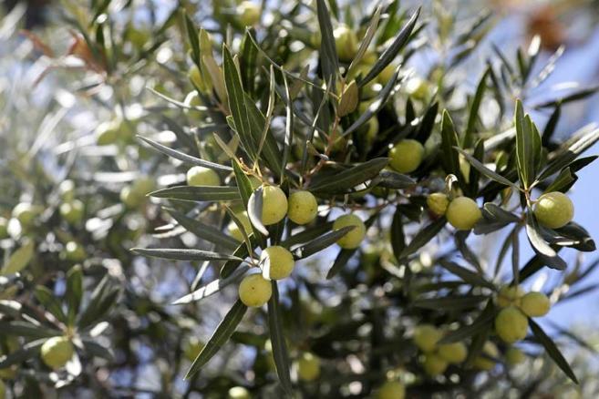 Zeytinyağı tadım uzmanı Mecituslu: Sahtecilikte çok uzmanlaşmışlar