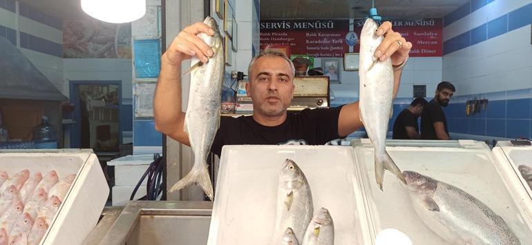 Hatay'da tezgahlarda karides bolluğu; diğer balık fiyatları da düştü