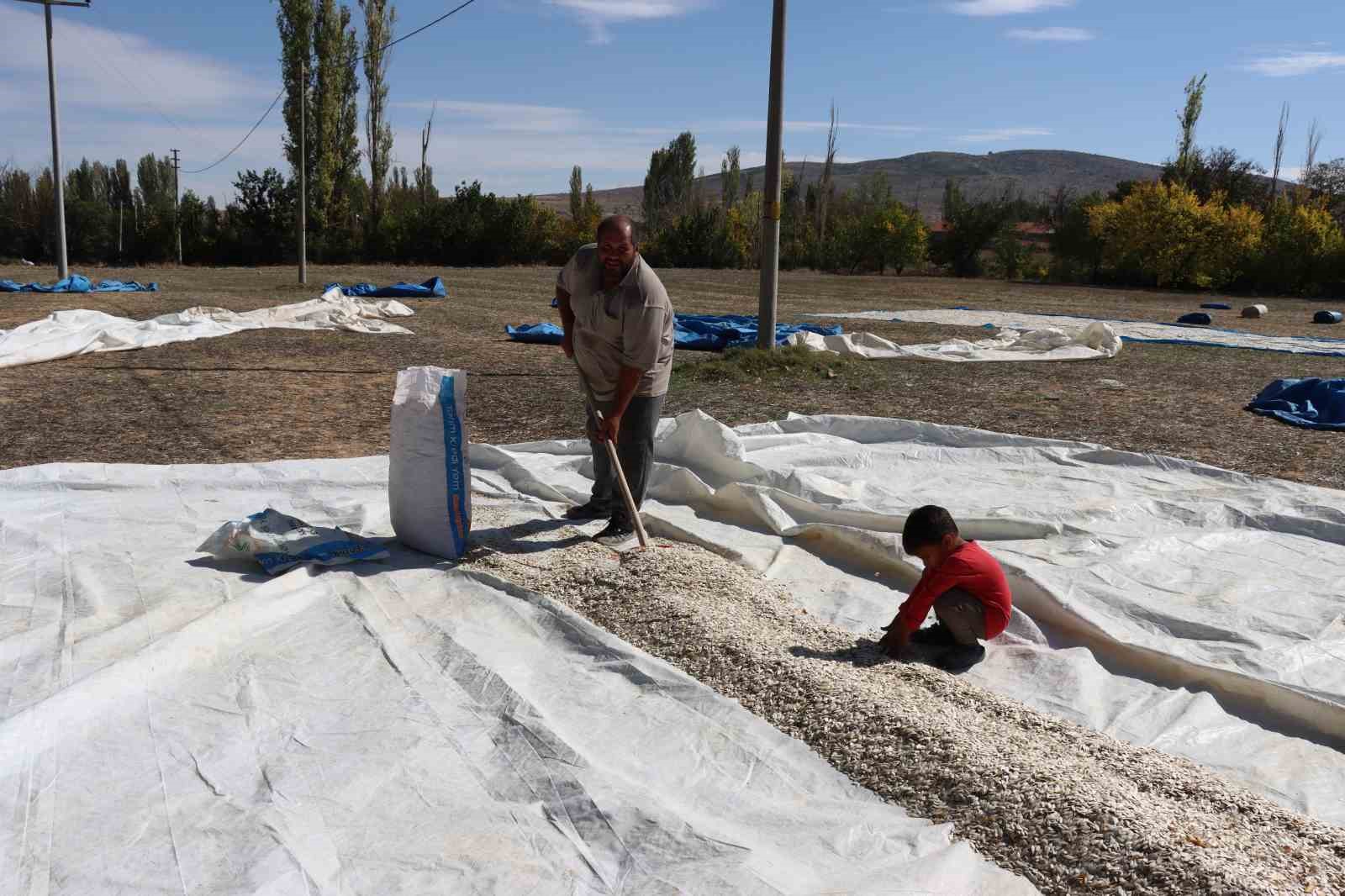 (ÖZEL) Tüccarın fırsatçılığı çiftçiyi mağdur ediyor