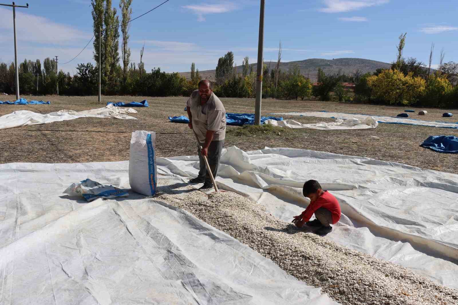 (ÖZEL) Tüccarın fırsatçılığı çiftçiyi mağdur ediyor