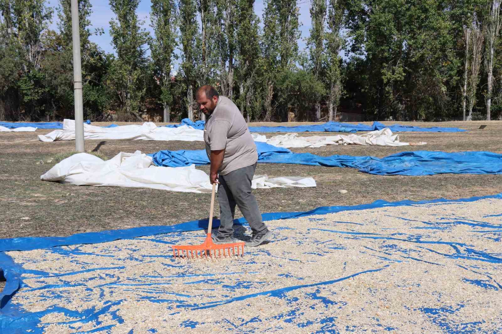 (ÖZEL) Tüccarın fırsatçılığı çiftçiyi mağdur ediyor