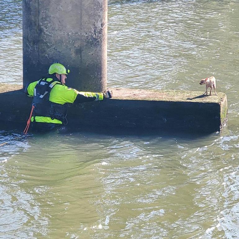 ABD’de köprü altında mahsur kalan köpek itfaiyeciler tarafından kurtarıldı