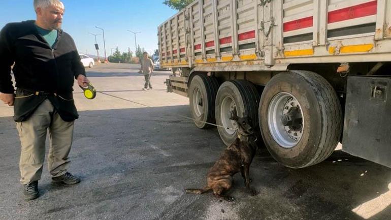 TIR'ın lastiğindeki 53 kilo esrarı narkotik köpeği 'Barbara' buldu