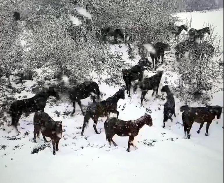 Bolu'da karlı havada yılkı atları görüntülendi