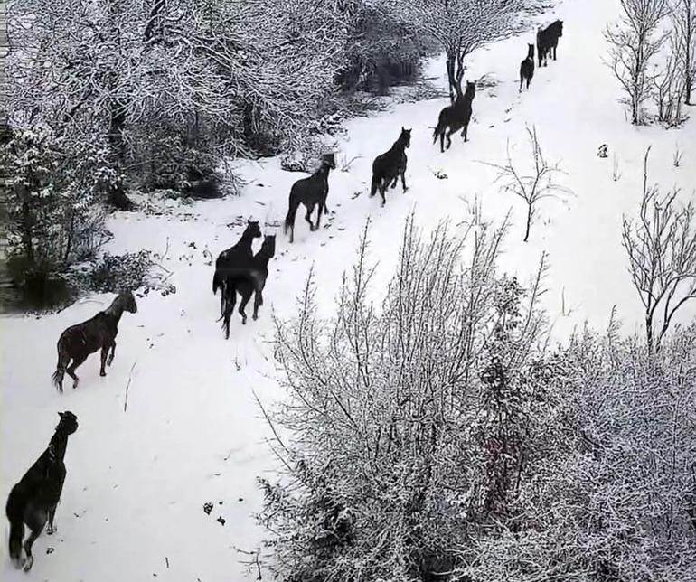 Bolu'da karlı havada yılkı atları görüntülendi