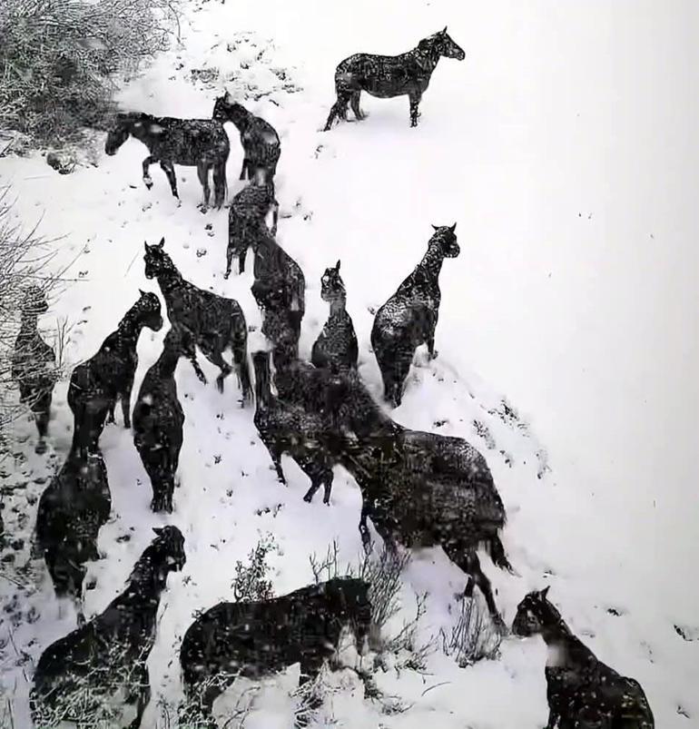 Bolu'da karlı havada yılkı atları görüntülendi