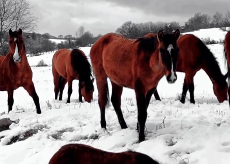 Bolu'da karlı havada yılkı atları görüntülendi