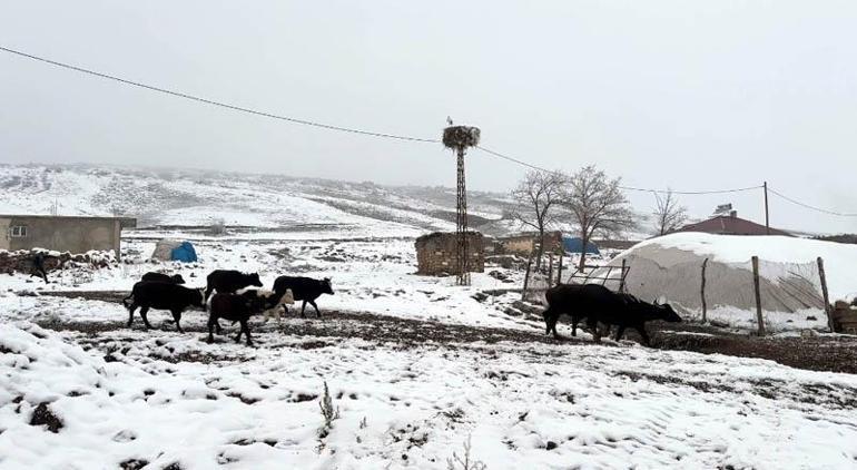 Köye yuva yapan leylek, bu yıl da göç etmedi