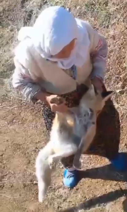 Tavuklarını çalan tilkiyi elleriyle yakaladı, o anlar kamerada