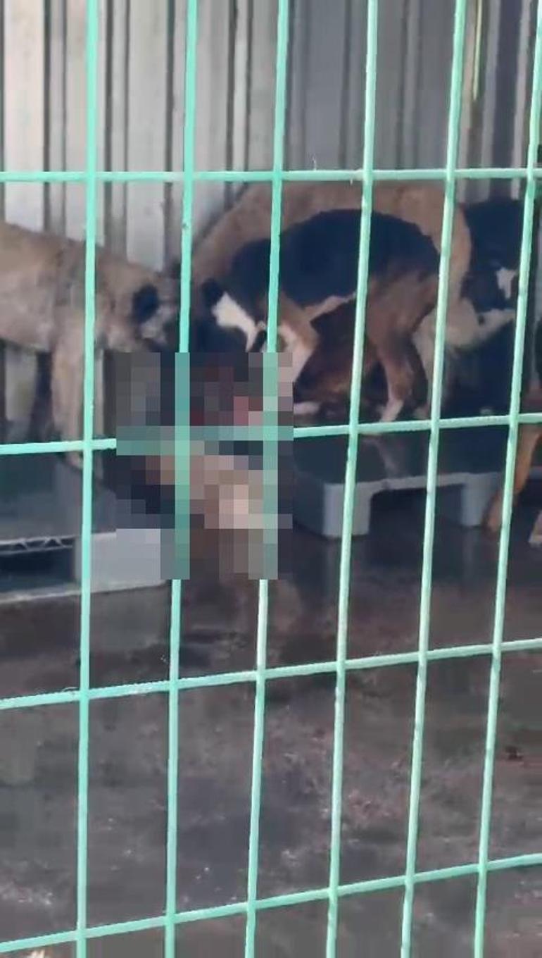 Gemlik'te hayvan bakım evinde aç kalan köpekler, ölen köpeği yedi; o anlar kamerada