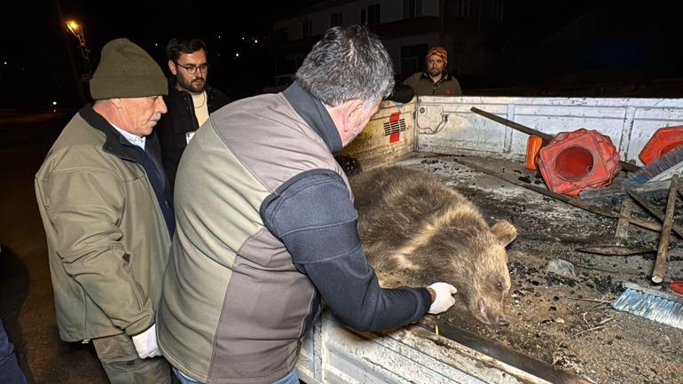 Bartın'da aracın çarptığı yavru ayı öldü