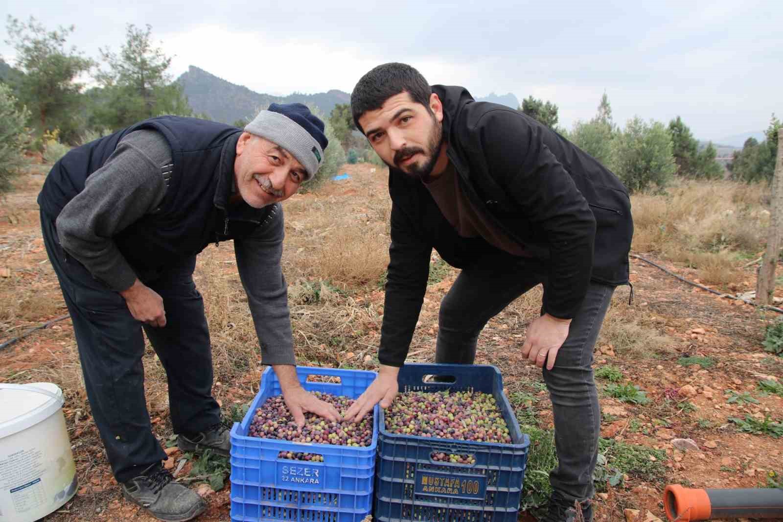 Mayıslar Mahallesi’nde soğuk havaya rağmen 300 kilo zeytin zeytin hasat edildi