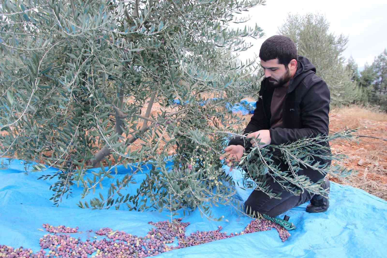 Mayıslar Mahallesi’nde soğuk havaya rağmen 300 kilo zeytin zeytin hasat edildi