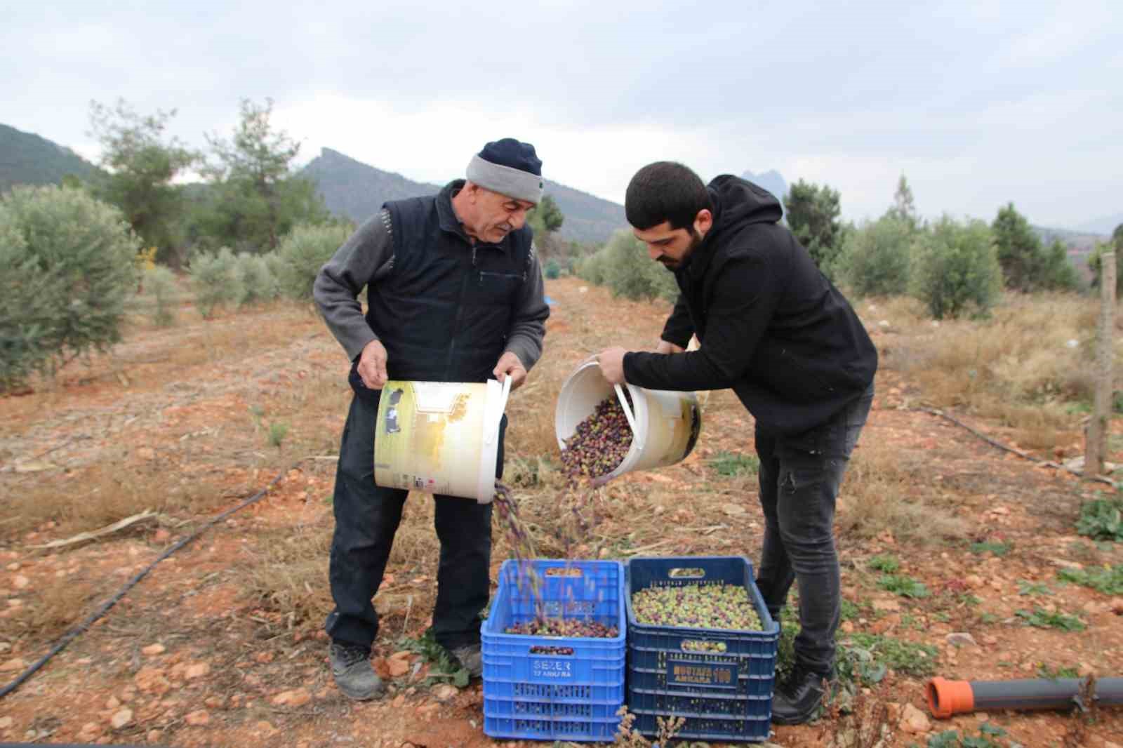 Mayıslar Mahallesi’nde soğuk havaya rağmen 300 kilo zeytin zeytin hasat edildi