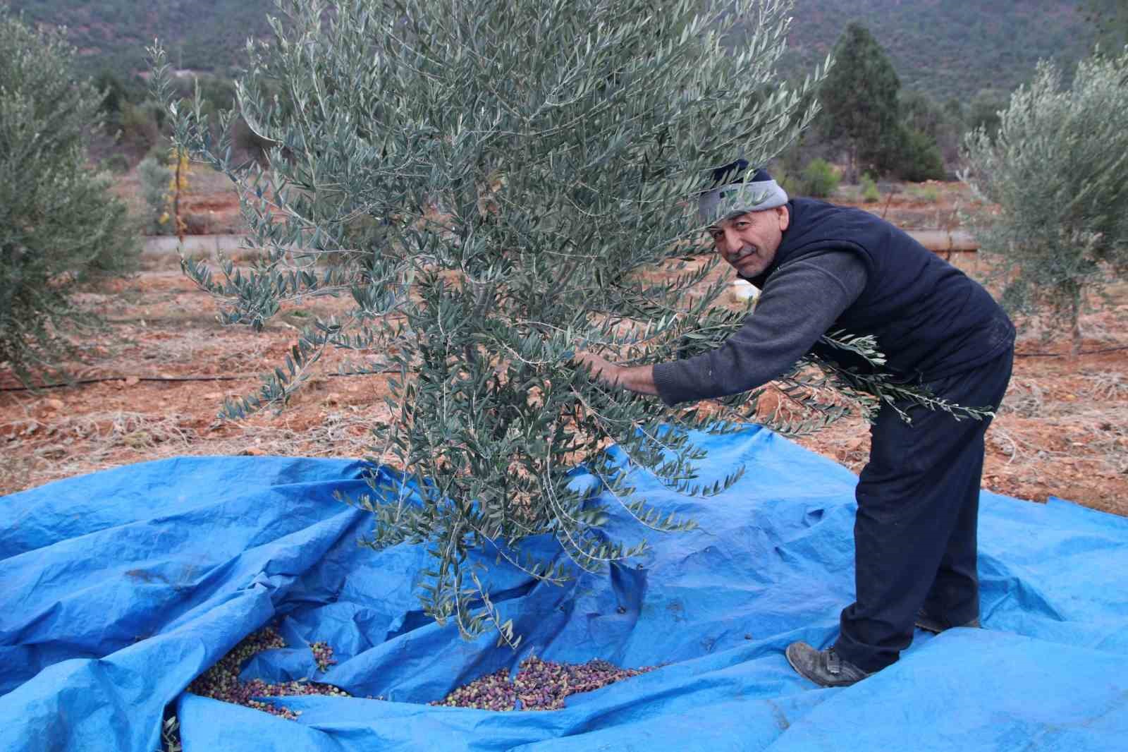 Mayıslar Mahallesi’nde soğuk havaya rağmen 300 kilo zeytin zeytin hasat edildi