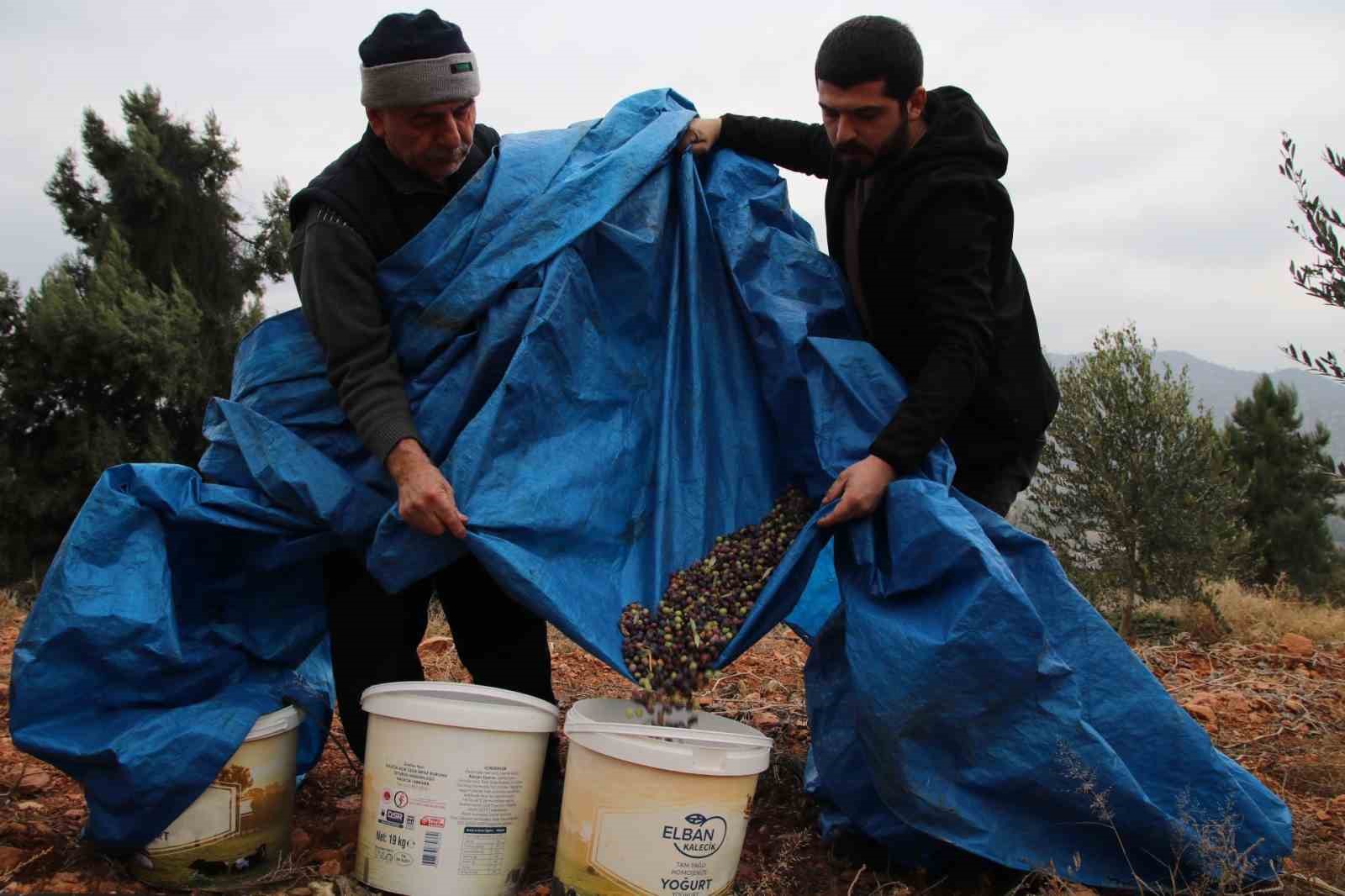 Mayıslar Mahallesi’nde soğuk havaya rağmen 300 kilo zeytin zeytin hasat edildi