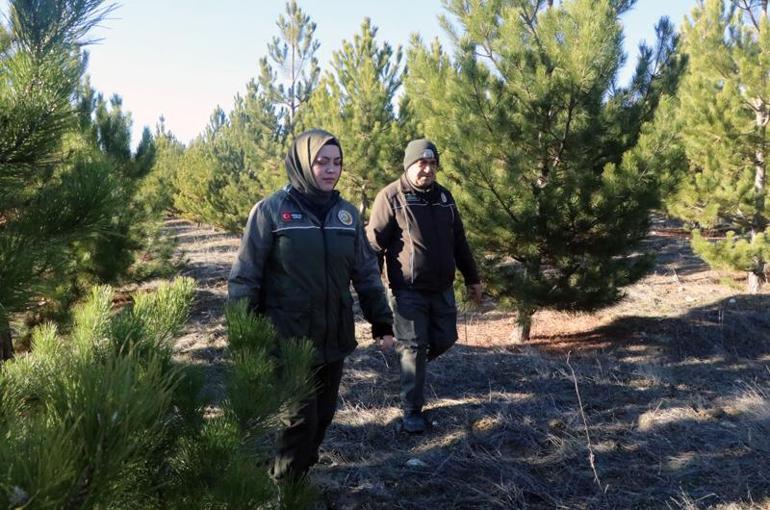 Ormanda, 'yılbaşı ağacı' nöbeti