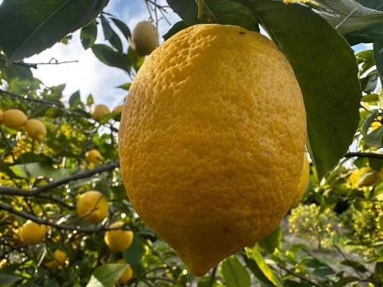 Erdemli’de limon üreticileri ihracat kapılarının açılmasını bekliyor