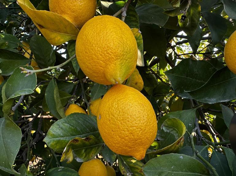 Erdemli’de limon üreticileri ihracat kapılarının açılmasını bekliyor