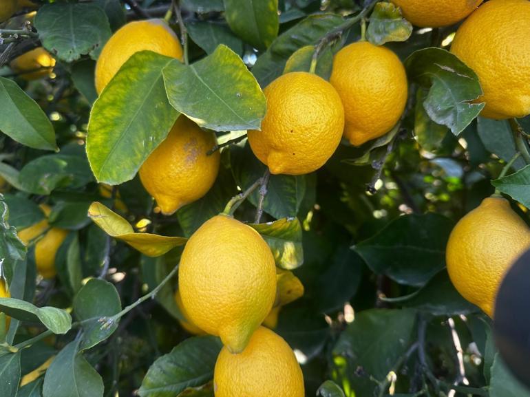 Erdemli’de limon üreticileri ihracat kapılarının açılmasını bekliyor