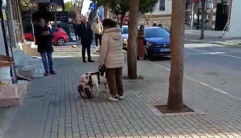 Avcılar'da sokak kedisini öldüren pitbull cinsi köpeğin sahibi yakalandı