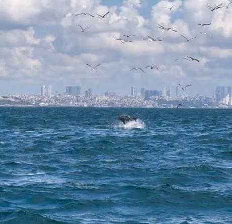 Marmara Denizi'nde yunusun 'Yavru öldürme' davranışı bilimsel makaleye konu oldu