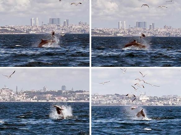 Marmara Denizi'nde yunusun 'Yavru öldürme' davranışı bilimsel makaleye konu oldu