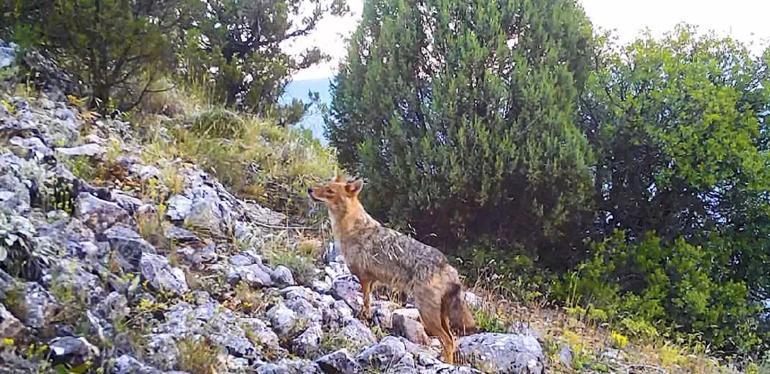 DKMP'den gülümseten paylaşım; fotokapana yakalanan hayvanların sesi oldular